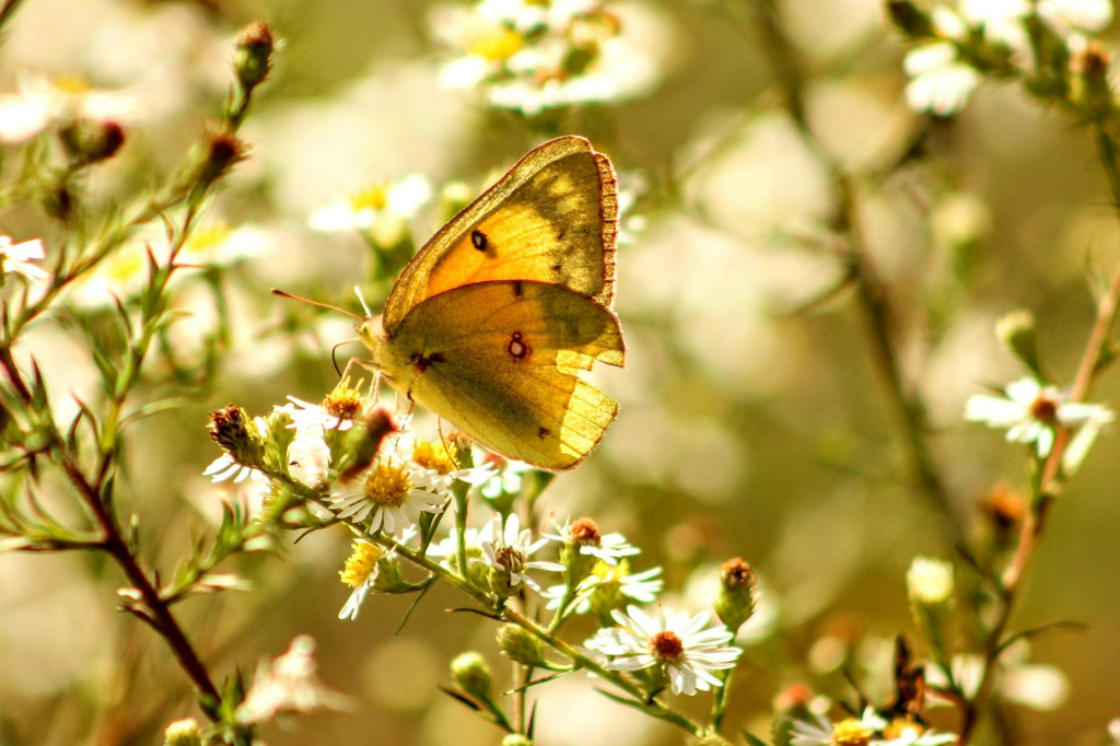 posture vente coach thérapeute alignement naturel