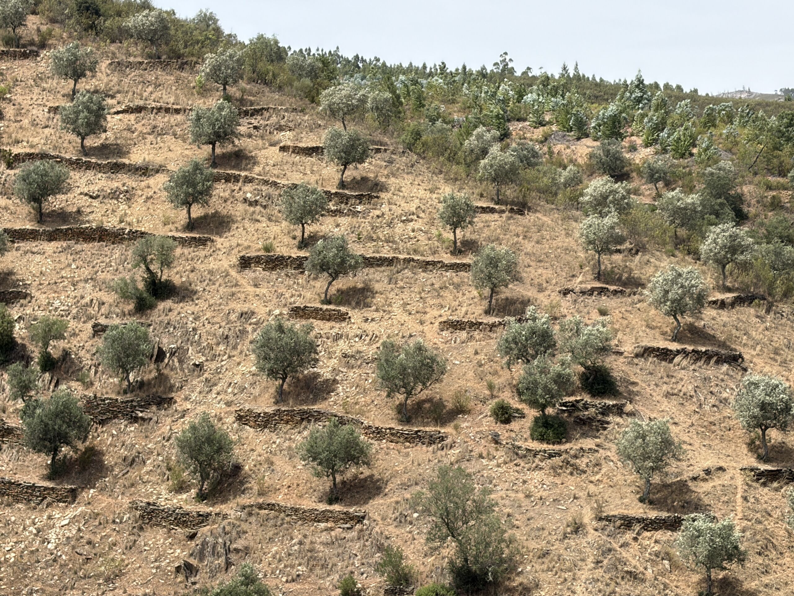 arbre solitaire bien enracine dans un paysage symbole d un positionnement incarne